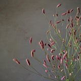 Dried Sanguisorba