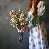 Dried Winged Everlastings